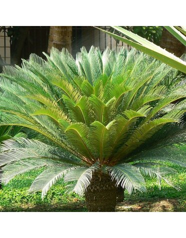 Palm 'Sago' 3G