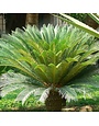 Sago Palm 3 Gallon - Cycas revoluta