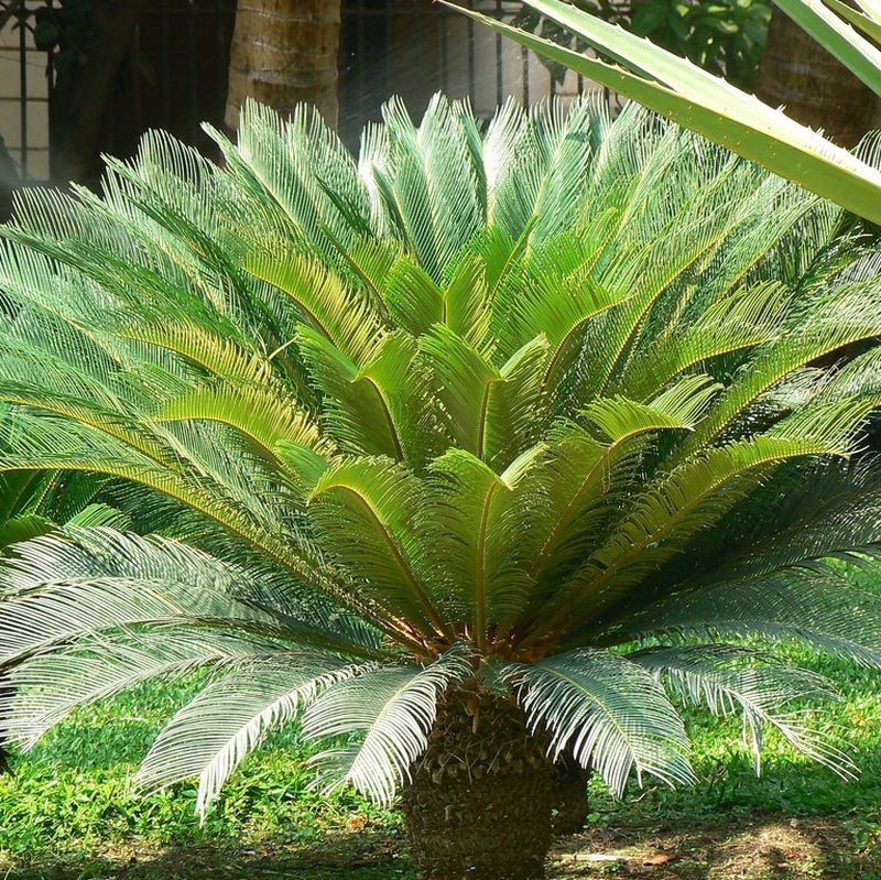 Sago Palm 3 Gallon - Cycas revoluta