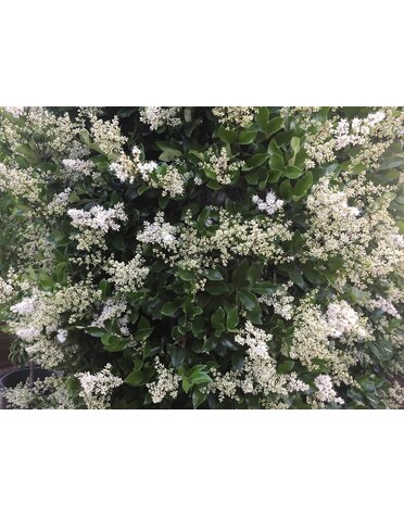 LIGUSTRUM, 'WAX TEXANUM, 30G