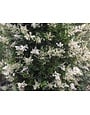 LIGUSTRUM, 'WAX TEXANUM, 30G
