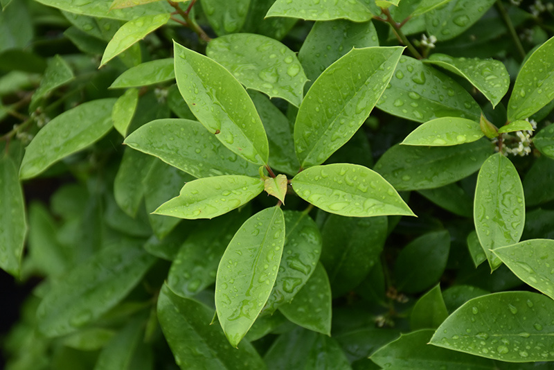 Eagleston Holly Pot Transplant 45 Gallon - Ilex × attenuata 'Eagleston'
