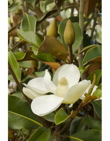 MAGNOLIA, 'BRACKEN'S BROWN BEAUTY' 5G