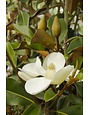MAGNOLIA, 'BRACKEN'S BROWN BEAUTY' 5G