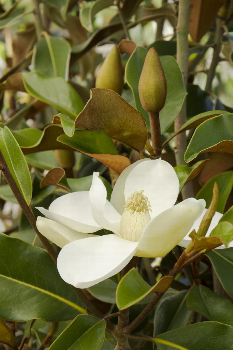 MAGNOLIA, 'BRACKEN'S BROWN BEAUTY' 5G