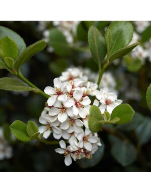 Hawthorn 'Clara' 7G