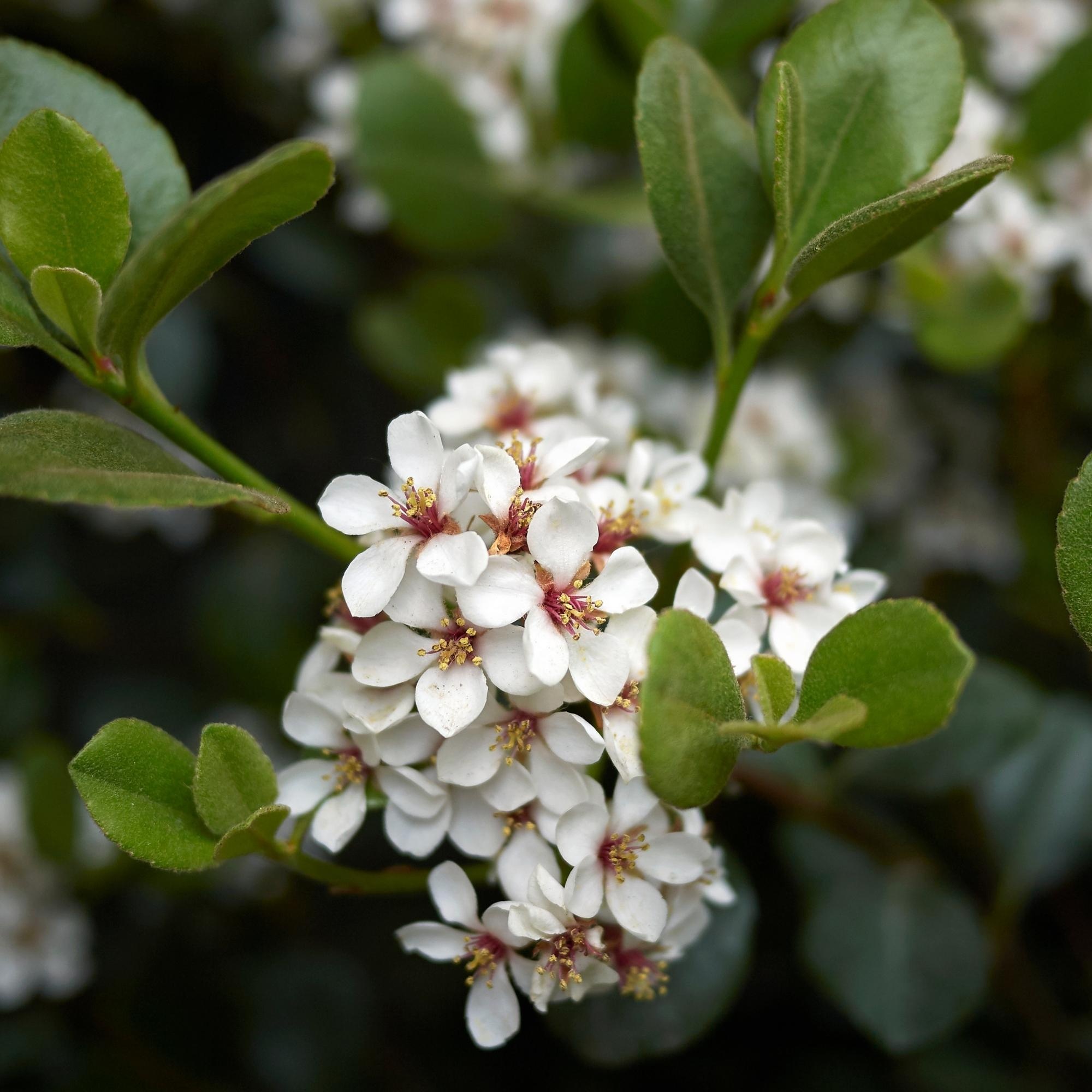 Clara Hawthorn 7 Gallon - Rhaphiolepis indica 'Clara'