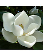 DD Blanchard Magnolia 200 Gallon - Magnolia grandiflora 'DD Blanchard'