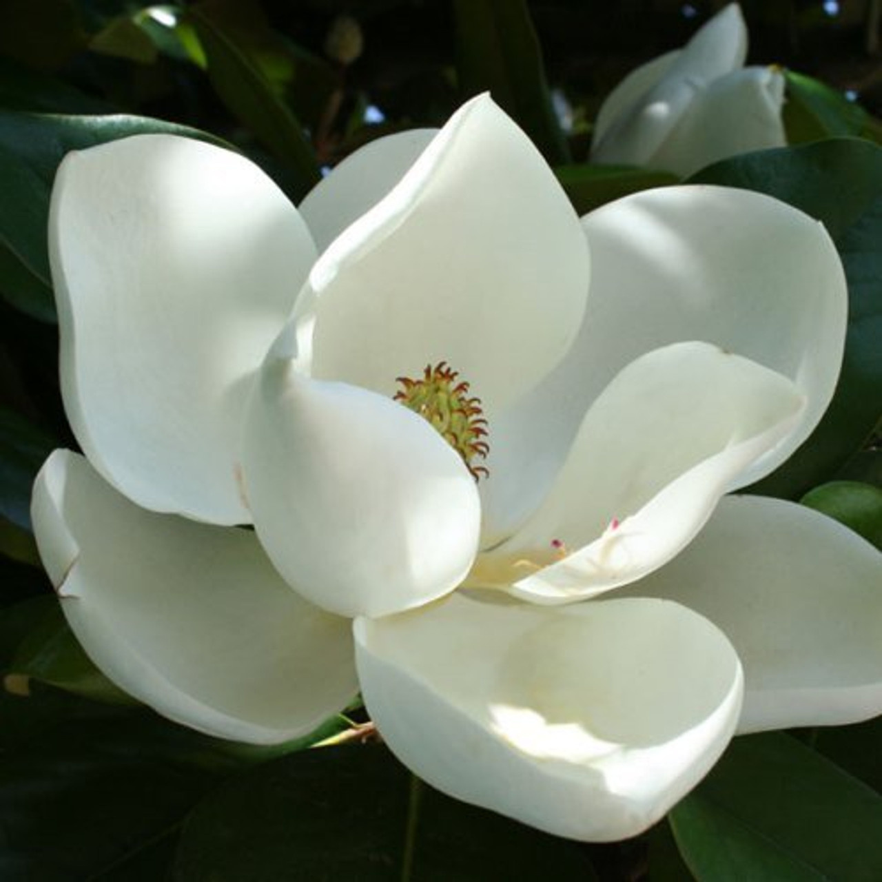 DD Blanchard Magnolia 200 Gallon - Magnolia grandiflora 'DD Blanchard'