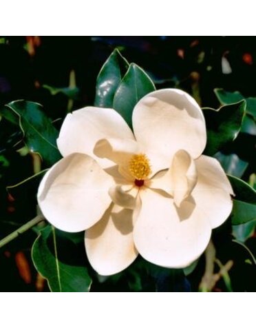Magnolia 'Little Gem' 100G
