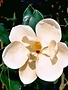 Magnolia 'Little Gem' 100G