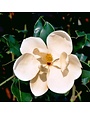 Little Gem Magnolia 100 Gallon - Magnolia grandiflora 'Little Gem'