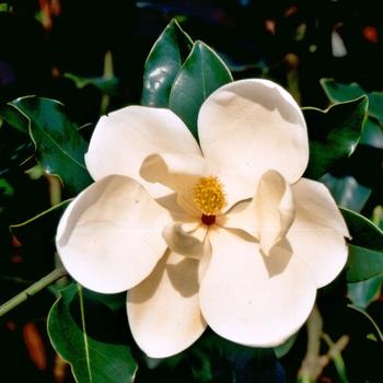 Little Gem Magnolia 100 Gallon - Magnolia grandiflora 'Little Gem'