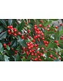 Needlepoint Holly 7 Gallon - Ilex cornuta 'Needlepoint'