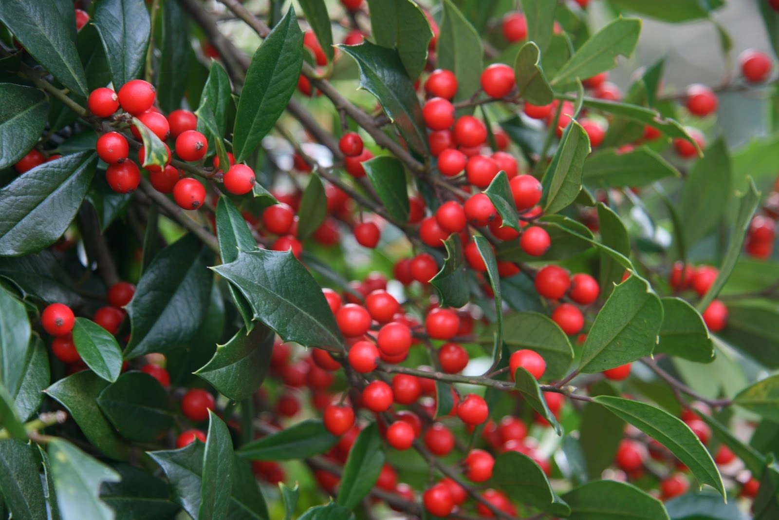 Needlepoint Holly 7 Gallon - Ilex cornuta 'Needlepoint'