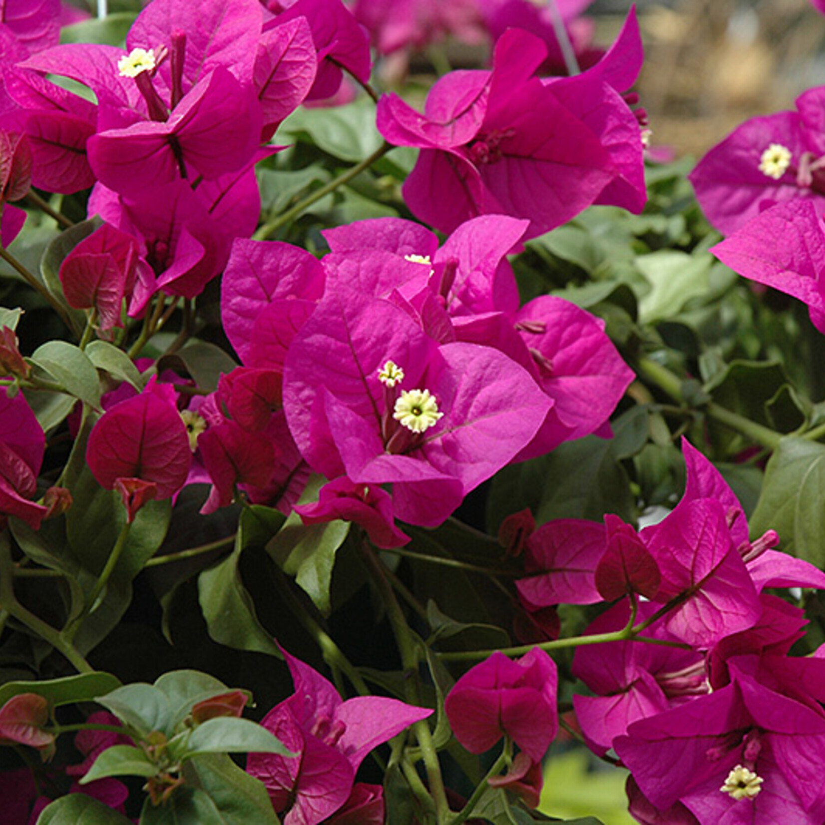 BOUGAINVILLEA, 'ELIZABETH ANGUS', 3G