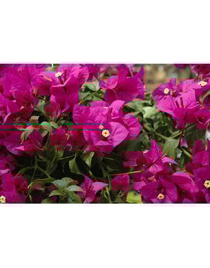 BOUGAINVILLEA, 'ELIZABETH ANGUS', 3G