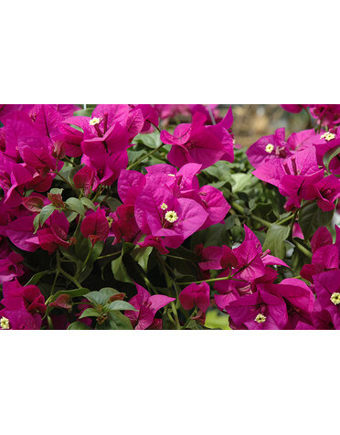 BOUGAINVILLEA, 'ELIZABETH ANGUS', 3G