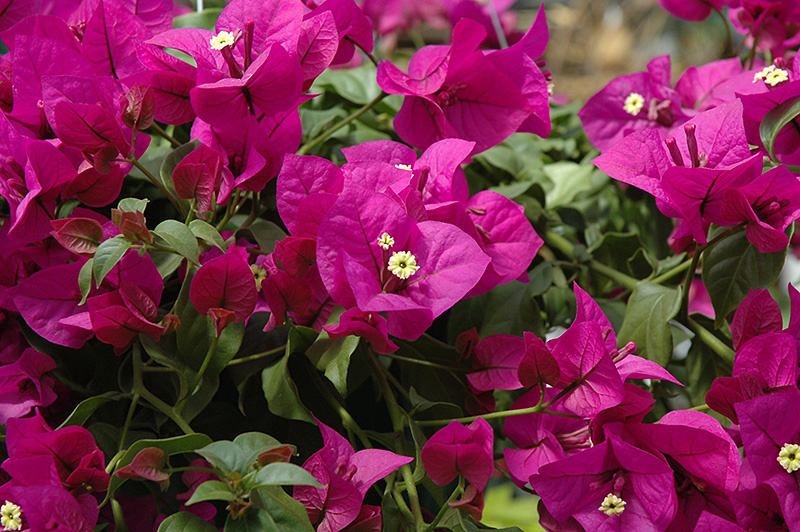 BOUGAINVILLEA, 'ELIZABETH ANGUS', 3G