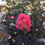 CRAPE MYRTLE, 'THUNDERSTRUCK CORAL BOOM' 15G