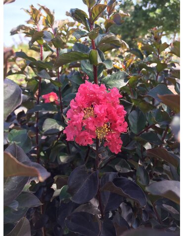 CRAPE MYRTLE, 'THUNDERSTRUCK CORAL BOOM', 15G*