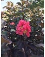 CRAPE MYRTLE, 'THUNDERSTRUCK CORAL BOOM', 15G