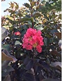 THUNDERSTRUCK™ CORAL BLOOM™ CRAPE MYRTLE, 15 GALLON