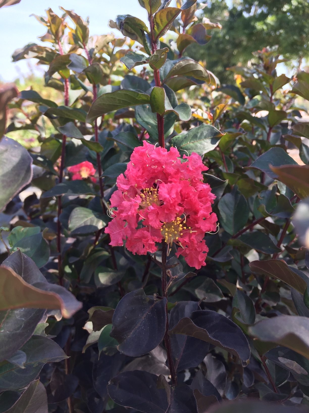 CRAPE MYRTLE, 'THUNDERSTRUCK CORAL BOOM', 15G