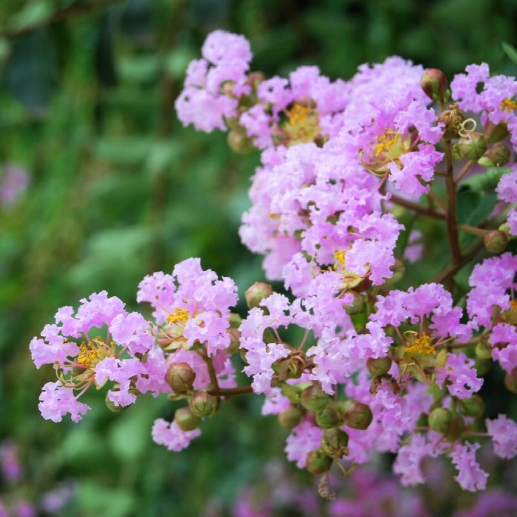 CRAPE MYRTLE, 'MUSKOGEE' (LAVENDER PINK), 15G