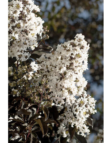 CRAPE MYRTLE, 'THUNDERSTRUCK WHITE LIGHTNING 15G