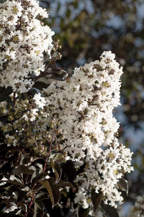 CRAPE MYRTLE, 'THUNDERSTRUCK WHITE LIGHTNING 15G