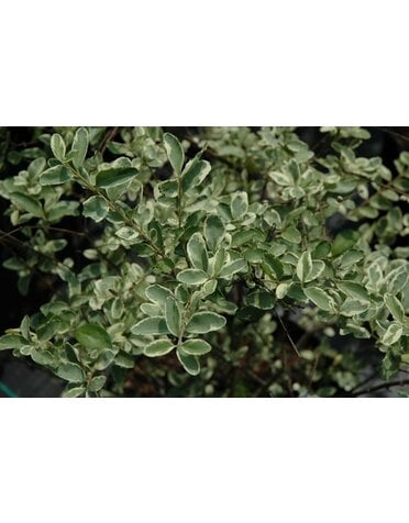 Privet 'Variegated' 3G