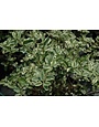 Variegated Privet 3 Gallon - Ligustrum sinense 'Variegatum'