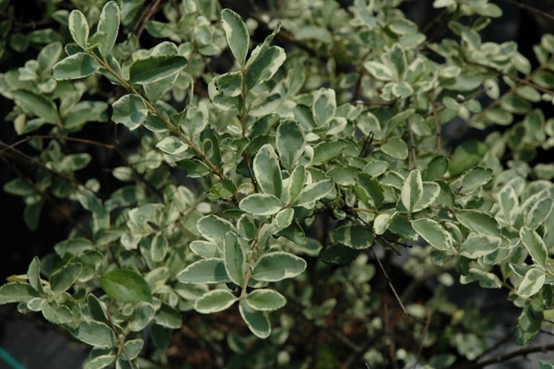 Variegated Privet 3 Gallon - Ligustrum sinense 'Variegatum'