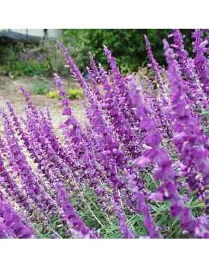 SALVIA LEUCANTHA, 'SANTA BARBARA'  MEXICAN BUSH SAGE, 1G*