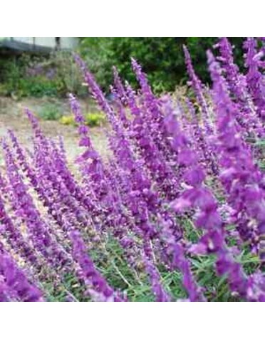 SALVIA LEUCANTHA, 'SANTA BARBARA'  MEXICAN BUSH SAGE, 1G*