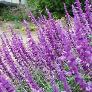 'SANTA BARBARA' SALVIA LEUCANTHA PLANT, 1 GALLON