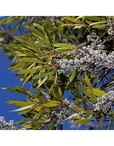 Wax Myrtle 7G