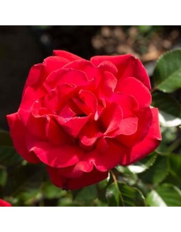 ROSE, 'RUBY RED', 3G