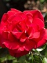 ROSE, 'RUBY RED', 3G