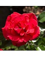 'RUBY RED' ROSE, 3 GALLON