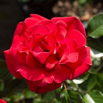 'RUBY RED' ROSE, 3 GALLON