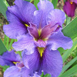 IRIS, 'BEALE STREET', 1G