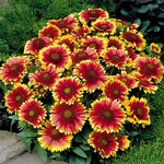 GAILLARDIA, 'GUSTO SWEET CHILI', 1G