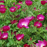 CALLIRHOE, WINECUP 1G