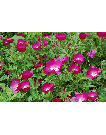 CALLIRHOE, WINECUP 1G