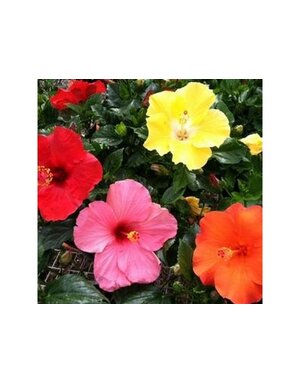 HIBISCUS, TROPICAL, STANDARD, 3G
