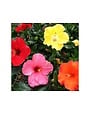 HIBISCUS, TROPICAL, STANDARD, 3G