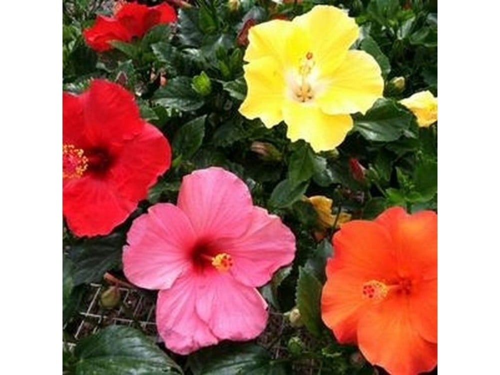 HIBISCUS, TROPICAL, STANDARD, 3G