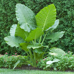 ALOCASIA, 'ELEPHANT EAR' 3G